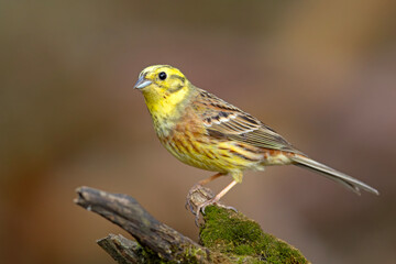 Trznadel (Emberiza citrinella) © Grzegorz
