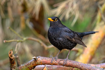 Kos (Turdu merula) © Grzegorz
