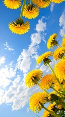 Yellow dandelion flowers against a bright blue sky