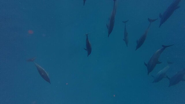 Dolphins in the Deep blue Ocean