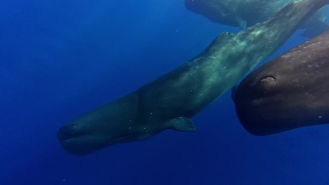 Sperm Whale in Deep Blue Water
