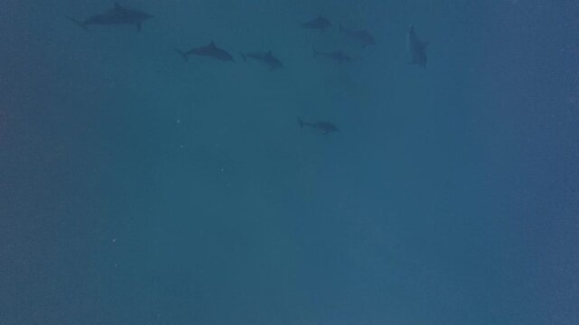 Dolphins in the Deep blue Ocean