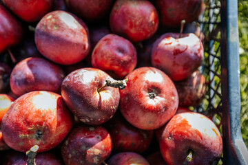 A plastic box filled with freshly picked red apples placed on green grass in natural sunlight. Some of the apples show signs of harvest imperfections.