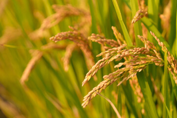 Golden rice ears in the sun