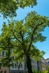 Tall green tree stands majestically against a clear blue sky in an urban setting on a sunny day