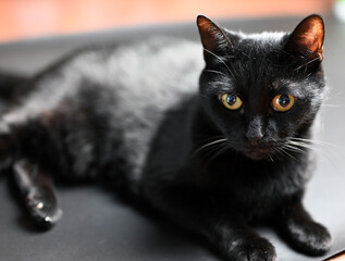 A black cat with green eyes looks forward