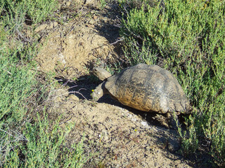Obraz premium Leopard Tortoise (Stigmochelys pardalis) walking in the wild near Barrydale in the Overberg Klein Karoo region of the Western Cape Province, South Africa