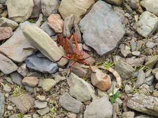 Red Milkweed Locust (Phymateus morbillosus) walking on rocks near Barrydale in the Klein Karoo region of the Western Cape Province in South Africa