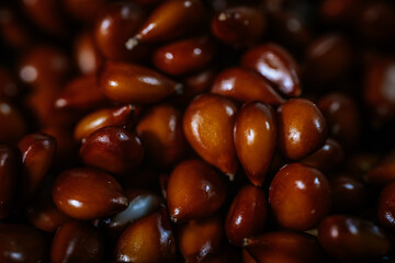 A detailed close-up of numerous shiny brown quince seeds, tightly packed and richly textured, highlighting their smooth surfaces and teardrop shape.