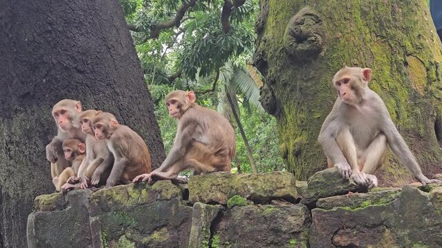 Rhesus macaque (Macaca mulatta) is a social, intelligent Old World monkey native to Asia, known for its adaptability to diverse environments, including urban settings. Odisha, India