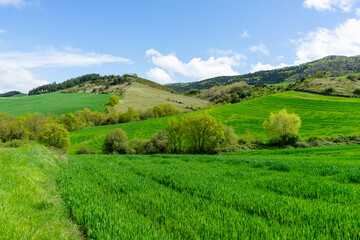 Green meadow in the mountains of Navarra. Spain