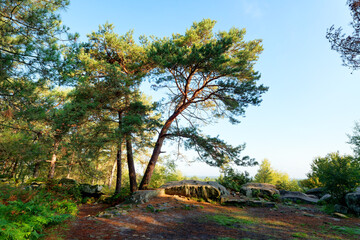 Obraz premium Point of View in the Cassepot rock. fontainebleau forest