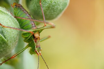 Macro view of a green grasshopper on a plant in France