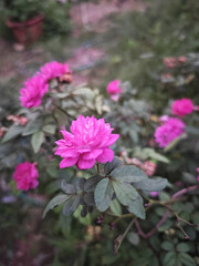 Obraz premium pink flowers in a garden