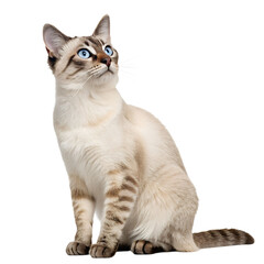 Siamese cat with blue eyes looking up isolated on transparent background