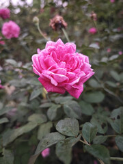 pink roses in garden