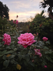 pink flower beautiful at sunset