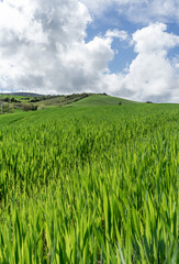 Meadow with fresh grass. Navarra, Spain