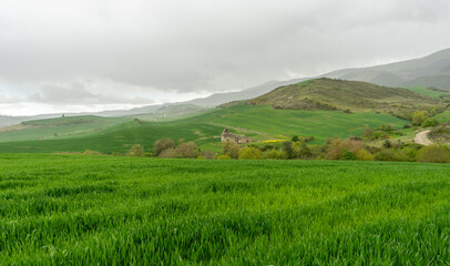 Obraz premium Meadow with fresh grass. Navarra, Spain