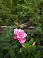 pink rose in garden