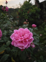 pink roses in a garden