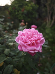 pink roses in a garden