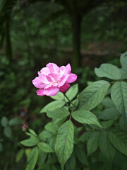 pink rose bush