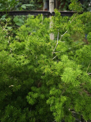 green moss on the wall
