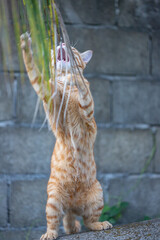 The happiness of the orange cat