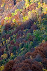 Beautiful orange and red autumn forest