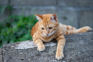 The happiness of the orange cat
