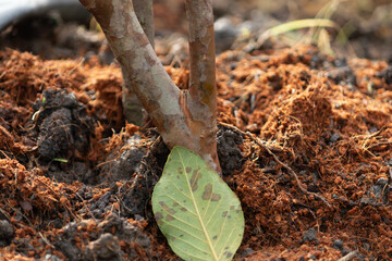 A close-up of the base of a young tree sapling with coconut coir mulch to retain moisture and nutrients in a garden