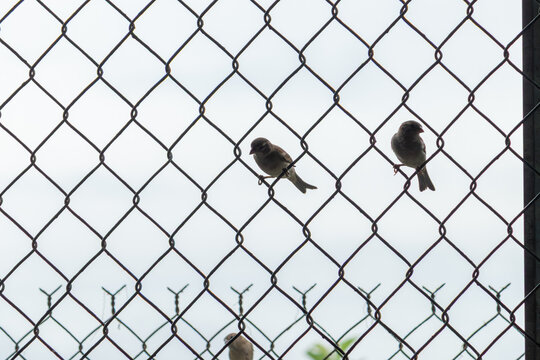 The silhouettes of sparrow birds perched on a chain-link fence, a powerful and moody concept of confinement and the desire for freedom