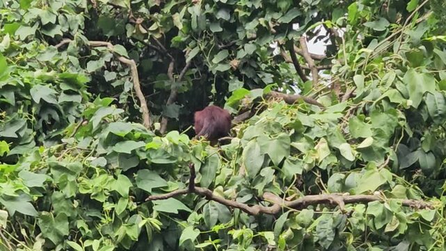 Indian giant squirrel or Malabar giant squirrel (Ratufa indica) 