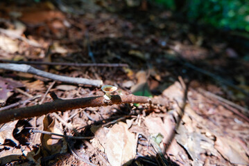 Small branches with white mushrooms growing on them.