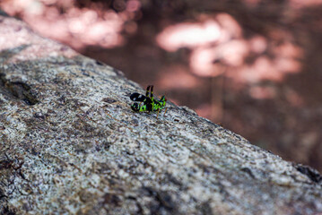 Grasshopper, a wild animal in nature, perches on a log in the forest.