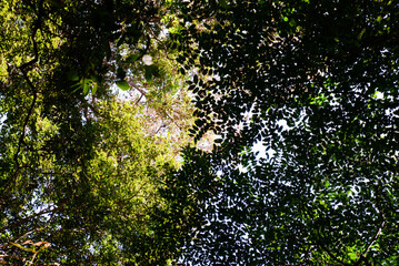 Sunlight shines through the trees and leaves in the forest, perfect for a natural, eye-pleasing background.