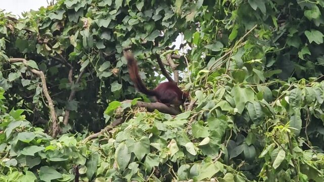 Indian giant squirrel or Malabar giant squirrel (Ratufa indica) 