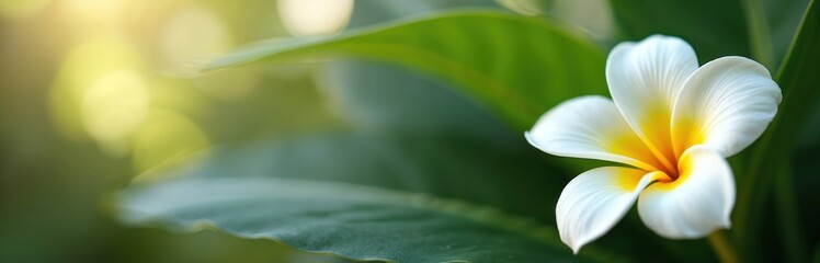 White, yellow plumeria flower blooms gracefully in vibrant tropical garden setting. Rich green leaves form natural soft backdrop. Gentle sunlight filters through, creating warm golden bokeh effect.
