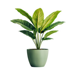 Fototapeta premium Isolate transparent with Modern green houseplant for interior design, green houseplant for interior design and home decor, minimal green houseplant for interior design with PNG die-cut for advertising