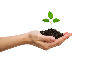 Hand holding a young green plant sapling in soil. Growth, nature, and environment concept. Isolated on transparent background, png
