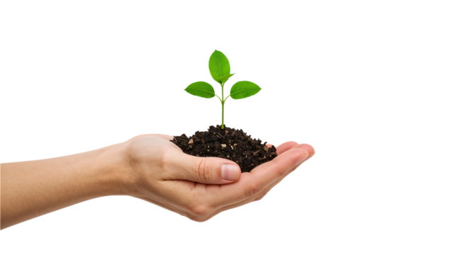Hand holding a young green plant sapling in soil. Growth, nature, and environment concept. Isolated on transparent background, png

