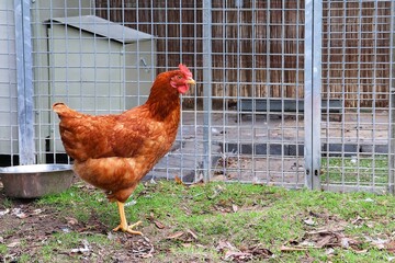 Brown chicken in side view in front of the chicken coop.