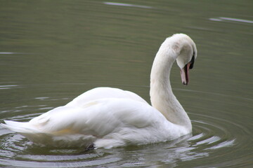 Swan
