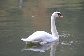 Fototapeta premium Anmut