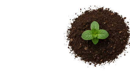 Young green plant or seedling growing in a pile of rich brown soil. Isolated on transparent background, png
