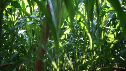 Inside green cornfield — backlit maize leaves and sunlight, agriculture background