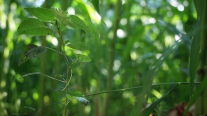 Fototapeta premium Wild herb among corn seedlings — fresh green plant in sunlit field