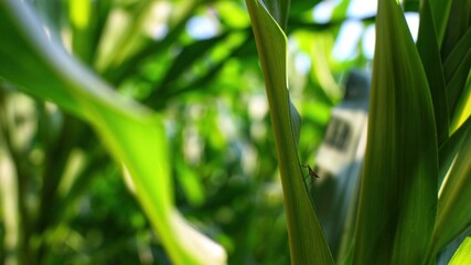 Tiny insect on corn leaf — macro agriculture pest monitoring in natural light