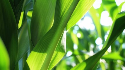 Backlit green corn leaves — vibrant foliage texture in sunlit field